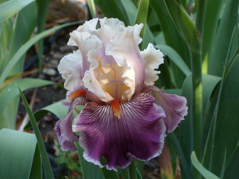 Photo of Tall Bearded Iris (Iris 'Truly Wicked') uploaded by Betja