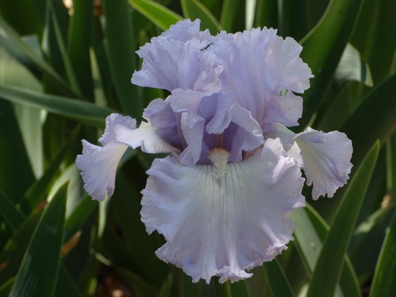 Photo of Tall Bearded Iris (Iris 'Royal Sterling') uploaded by Betja