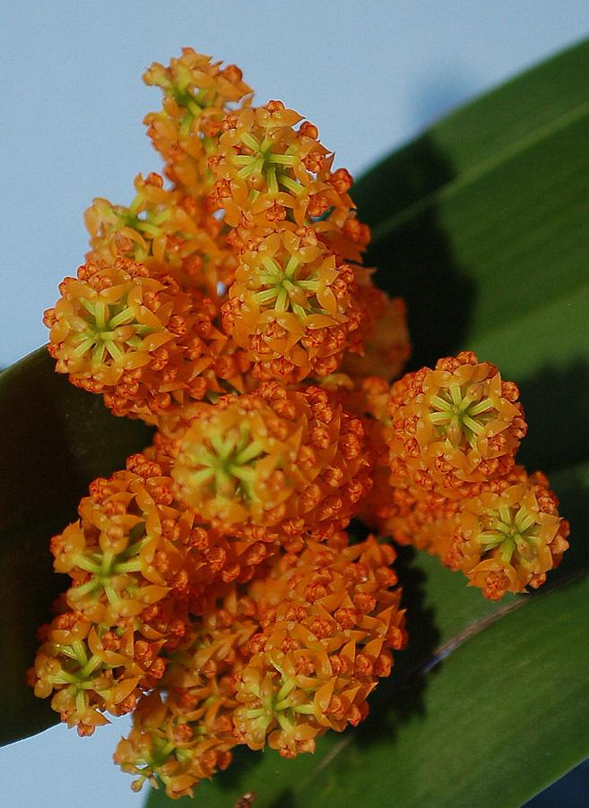 Photo of Orchid (Polystachya paniculata) uploaded by Ursula