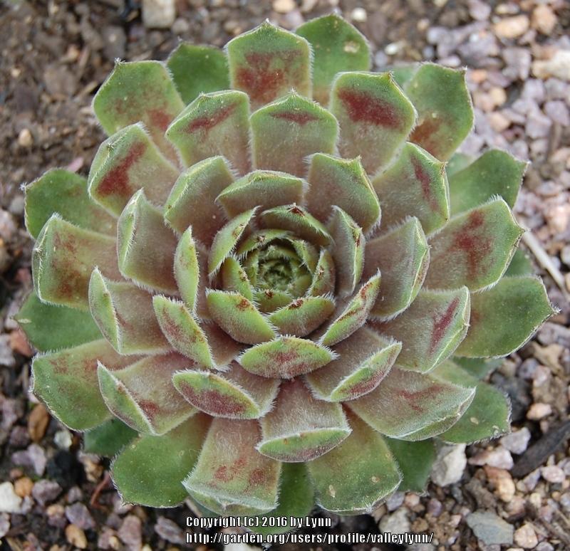 Photo of Hen and Chicks (Sempervivum 'Canada Kate') uploaded by valleylynn