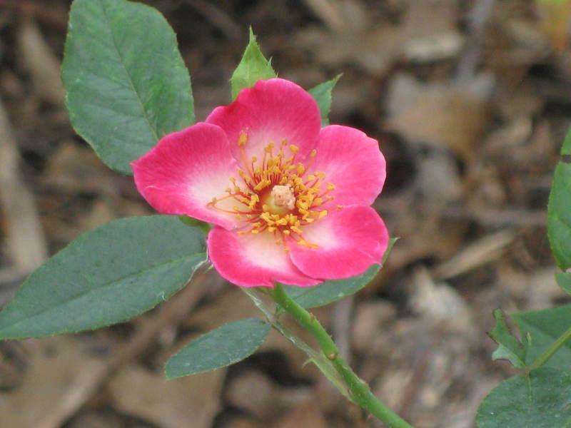 Photo of Rose (Rosa 'Mrs. Robinson') uploaded by vossner