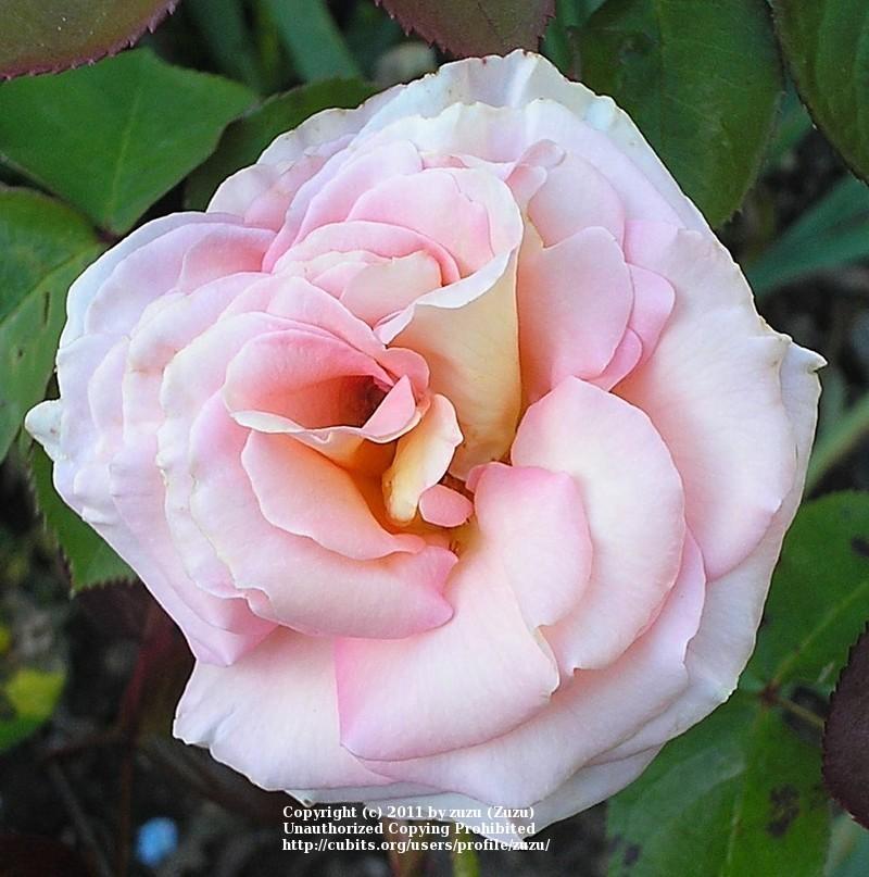 Photo of Rose (Rosa 'Scent-Sation') uploaded by zuzu