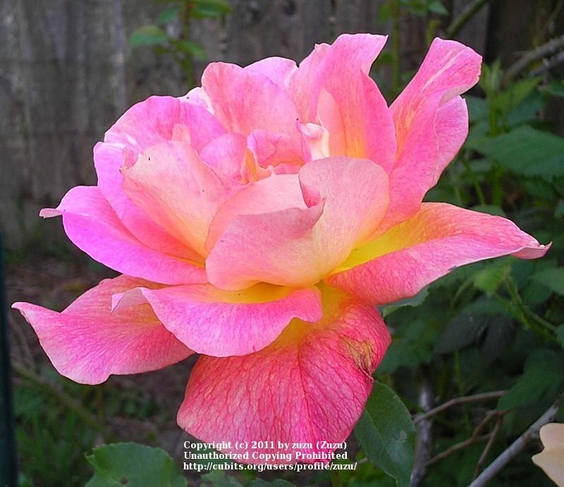 Photo of Rose (Rosa 'Talisman, Cl.') uploaded by zuzu