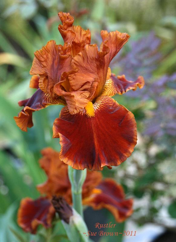 Photo of Tall Bearded Iris (Iris 'Rustler') uploaded by Calif_Sue