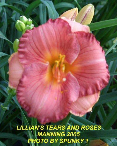 Photo of Daylily (Hemerocallis 'Lillian's Tears and Roses') uploaded by spunky1