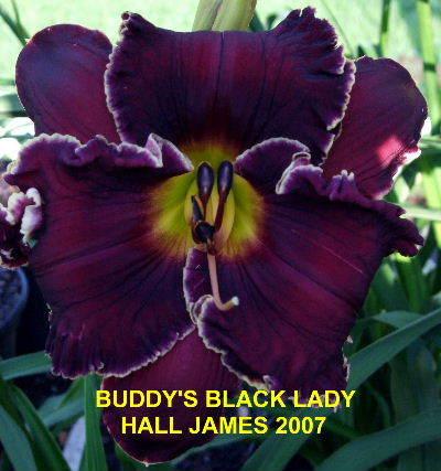 Photo of Daylily (Hemerocallis 'Buddy's Black Lady') uploaded by spunky1