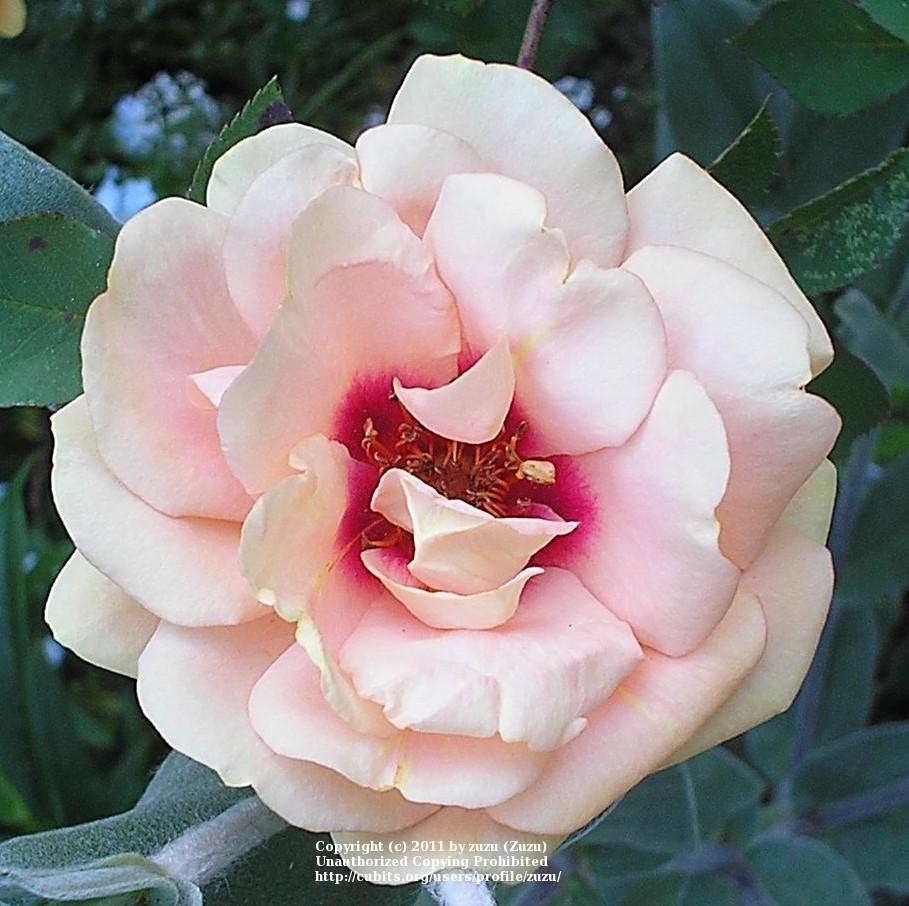 Photo of Rose (Rosa 'Persian Peach') uploaded by zuzu