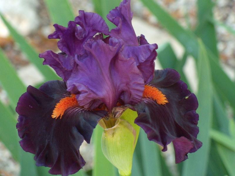 Photo of Tall Bearded Iris (Iris 'Sharp Dressed Man') uploaded by Betja