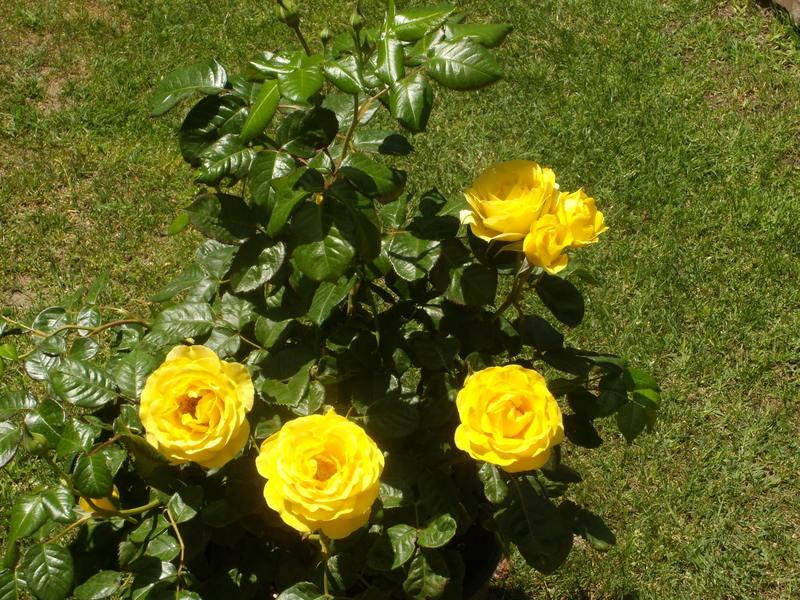 Photo of Rose (Rosa 'Walking on Sunshine') uploaded by Betja
