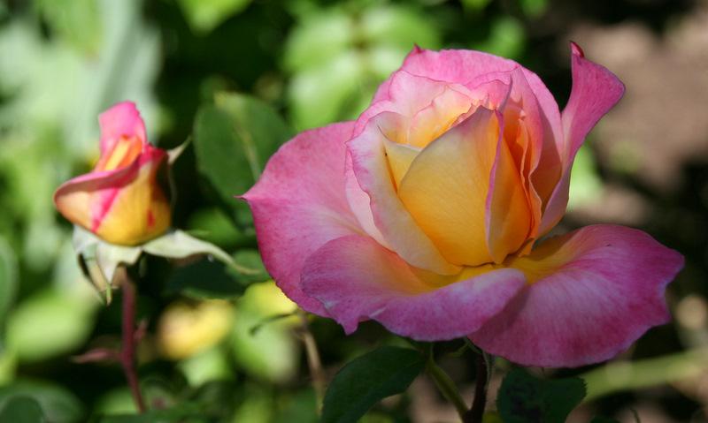 Photo of Rose (Rosa 'World Peace') uploaded by Calif_Sue