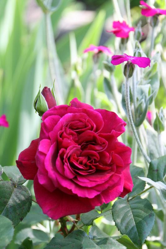 Photo of Rose (Rosa 'L. D. Braithwaite') uploaded by Calif_Sue