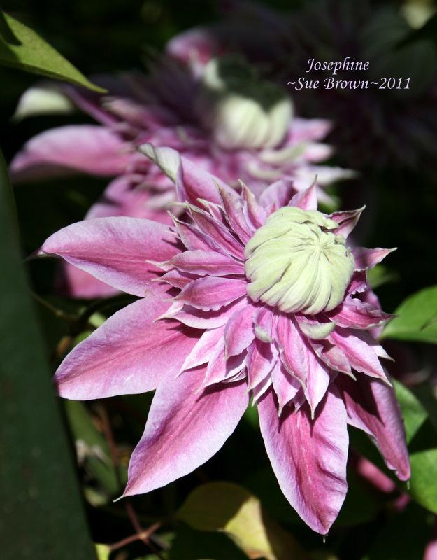 Photo of Clematis Josephine™ uploaded by Calif_Sue