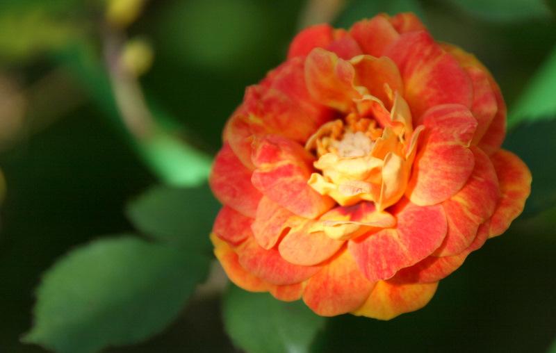 Photo of Rose (Rosa 'Persian Sunset') uploaded by Calif_Sue