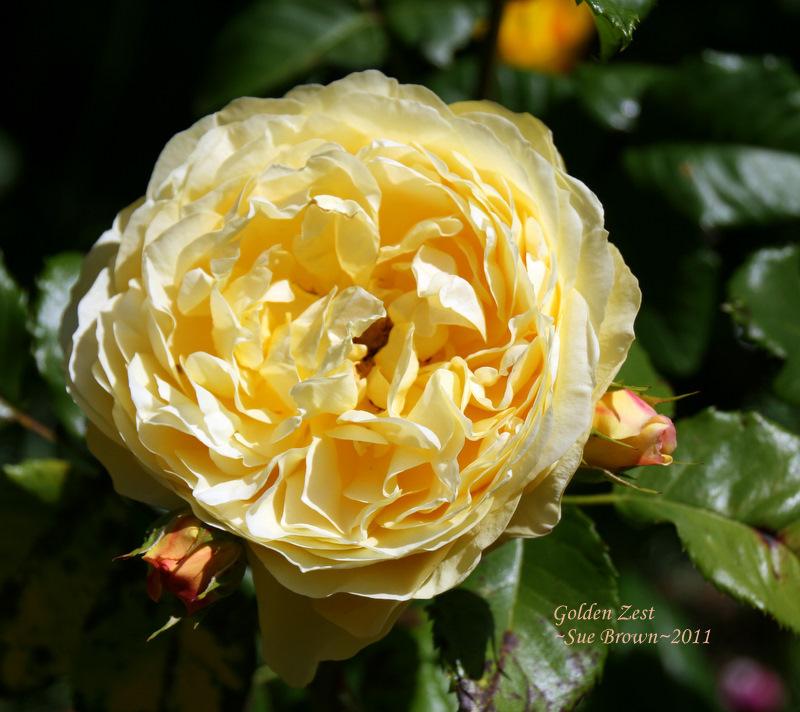 Photo of Rose (Rosa 'Golden Zest') uploaded by Calif_Sue