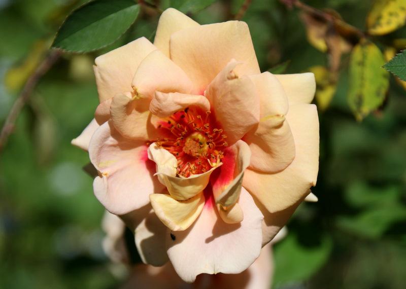 Photo of Rose (Rosa 'Persian Peach') uploaded by Calif_Sue