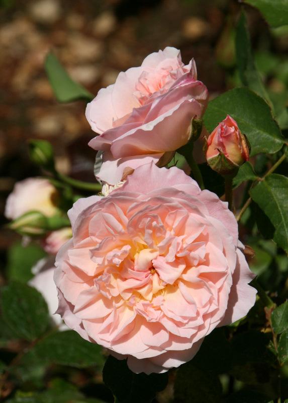 Photo of Rose (Rosa 'Mary Magdalene') uploaded by Calif_Sue