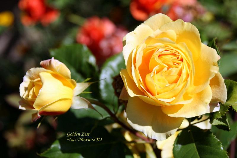 Photo of Rose (Rosa 'Golden Zest') uploaded by Calif_Sue