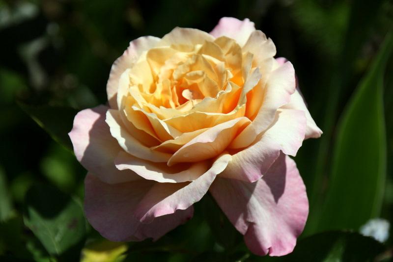Photo of Rose (Rosa 'Dr. Debat') uploaded by Calif_Sue