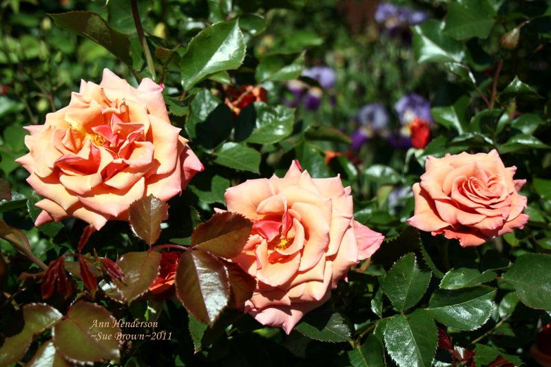 Photo of Rose (Rosa 'Ann Henderson') uploaded by Calif_Sue