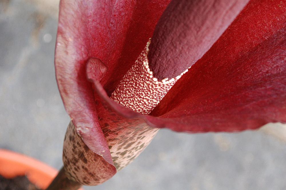 Photo of Voodoo Lily (Amorphophallus konjac) uploaded by Ursula