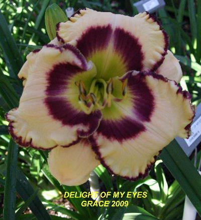 Photo of Daylily (Hemerocallis 'Delight of My Eyes') uploaded by spunky1