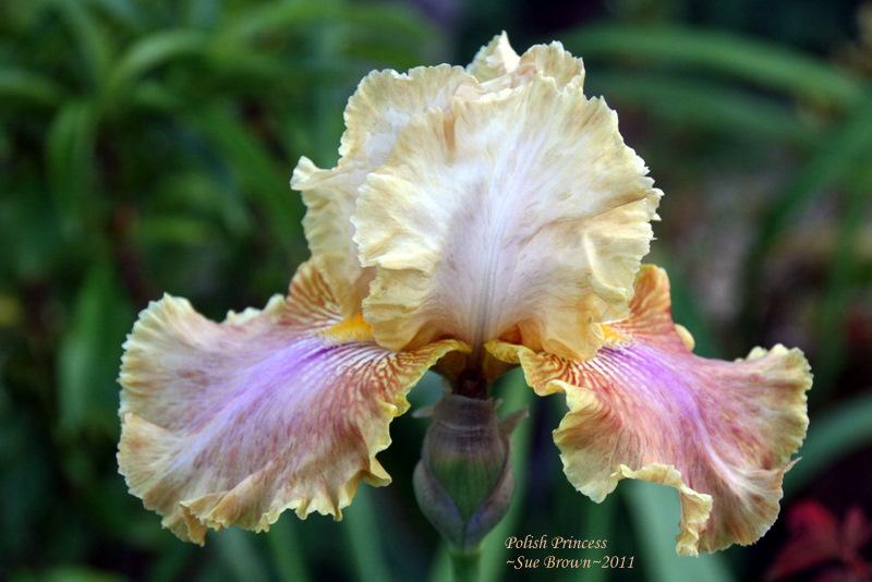 Photo of Tall Bearded Iris (Iris 'Polish Princess') uploaded by Calif_Sue
