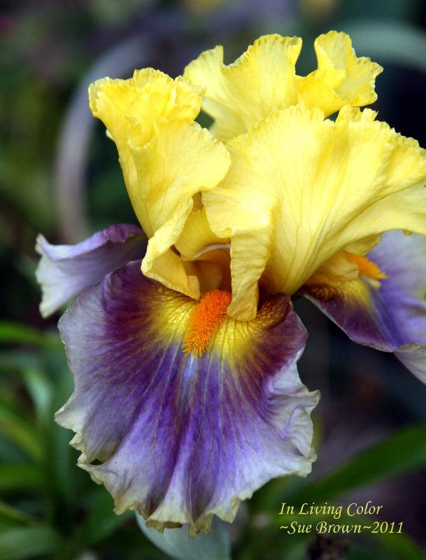 Photo of Tall Bearded Iris (Iris 'In Living Color') uploaded by Calif_Sue