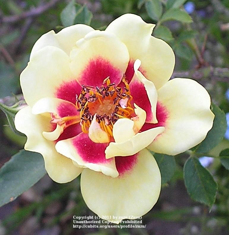 Photo of Rose (Rosa 'Persian Light') uploaded by zuzu