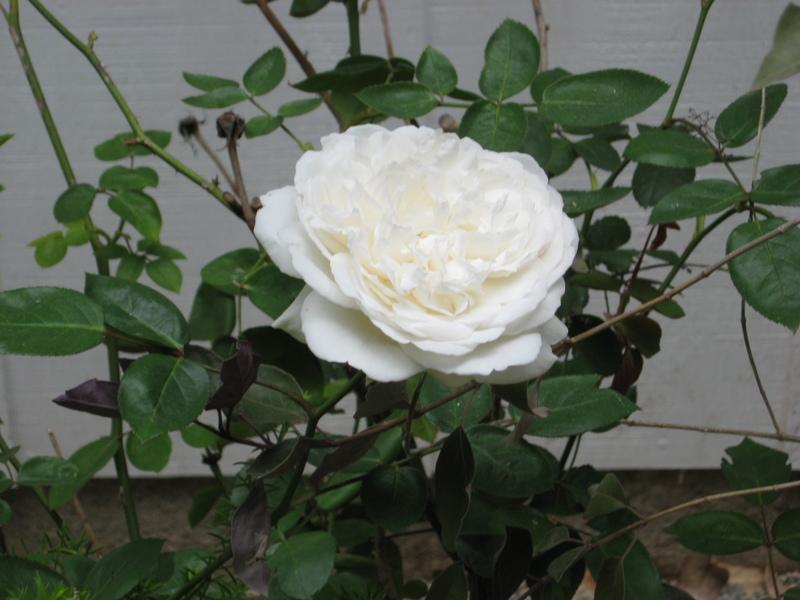 Photo of Rose (Rosa 'Fair Bianca') uploaded by wcgypsy