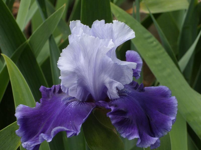 Photo of Tall Bearded Iris (Iris 'Rainy River') uploaded by Betja