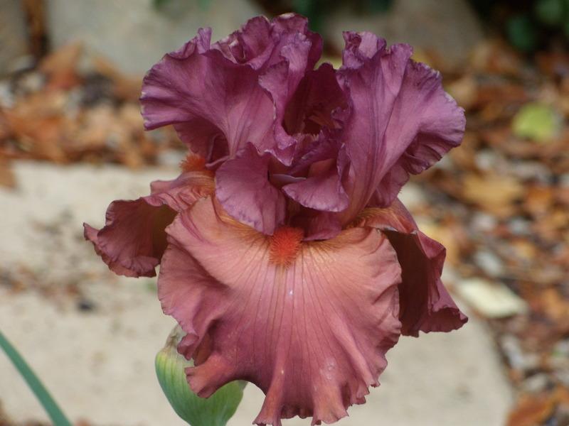 Photo of Tall Bearded Iris (Iris 'Chianti Classic') uploaded by Betja