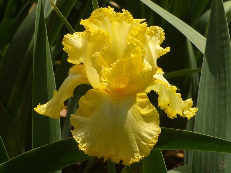 Photo of Tall Bearded Iris (Iris 'Fallalery') uploaded by Betja