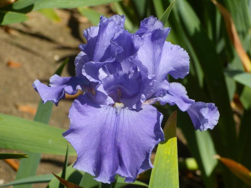 Photo of Tall Bearded Iris (Iris 'Lake Taneycomo') uploaded by Betja