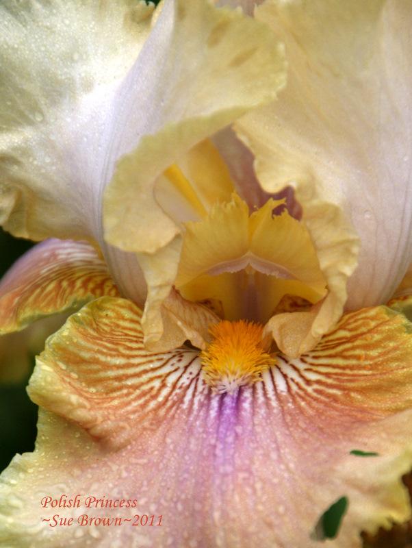 Photo of Tall Bearded Iris (Iris 'Polish Princess') uploaded by Calif_Sue
