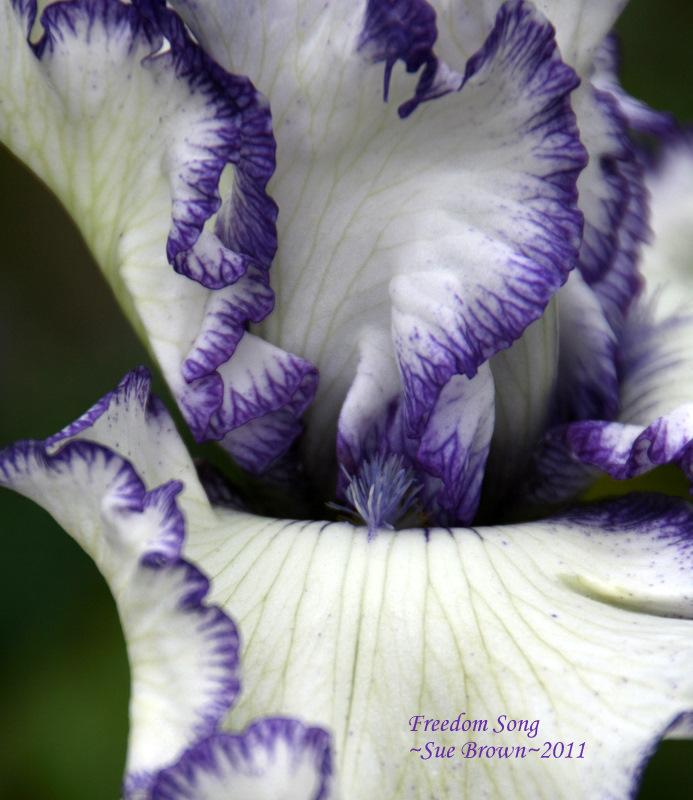 Photo of Tall Bearded Iris (Iris 'Freedom Song') uploaded by Calif_Sue