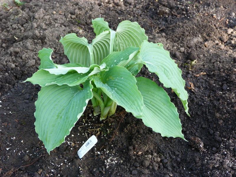Photo of Hosta 'Queen of the Seas' uploaded by kaylyred