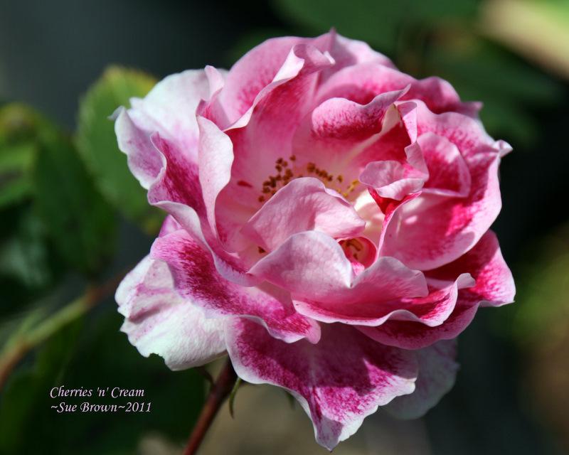 Photo of Rose (Rosa 'Cherries 'n' Cream') uploaded by Calif_Sue
