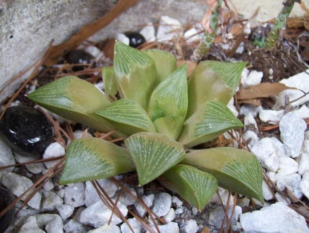 Photo of Haworthia herbacea uploaded by Debbie