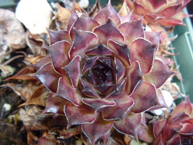 Photo of Hen and Chicks (Sempervivum 'Cafe') uploaded by BlueFox