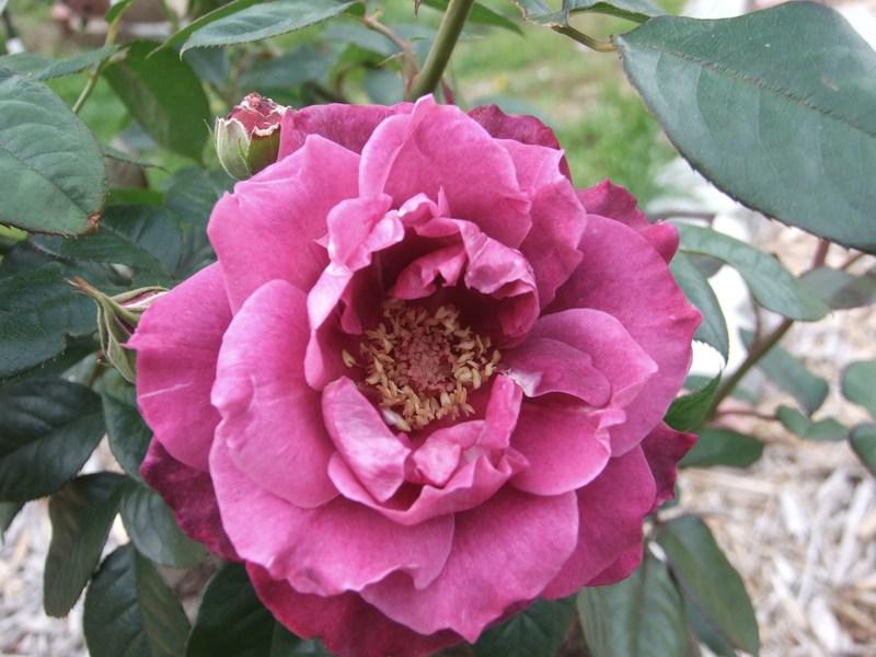 Photo of Rose (Rosa 'Intrigue') uploaded by Oldgardenrose