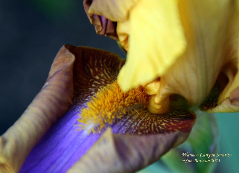 Photo of Tall Bearded Iris (Iris 'Waimea Canyon Sunrise') uploaded by Calif_Sue