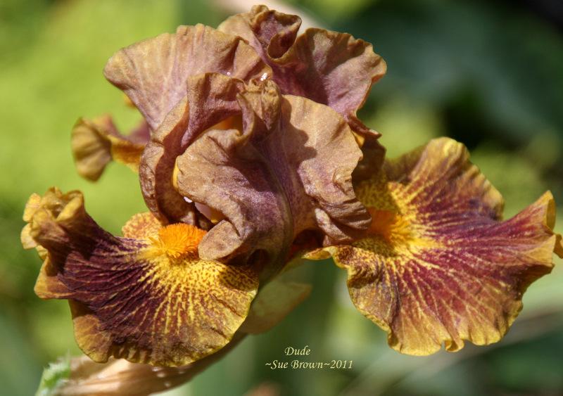 Photo of Intermediate Bearded Iris (Iris 'Dude') uploaded by Calif_Sue