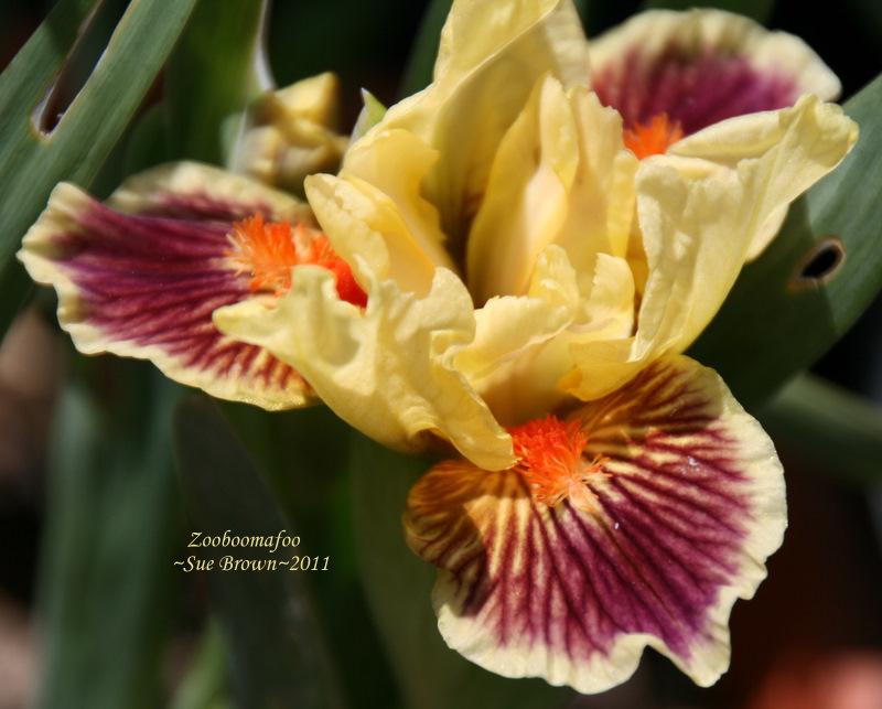 Photo of Standard Dwarf Bearded Iris (Iris 'Zooboomafoo') uploaded by Calif_Sue