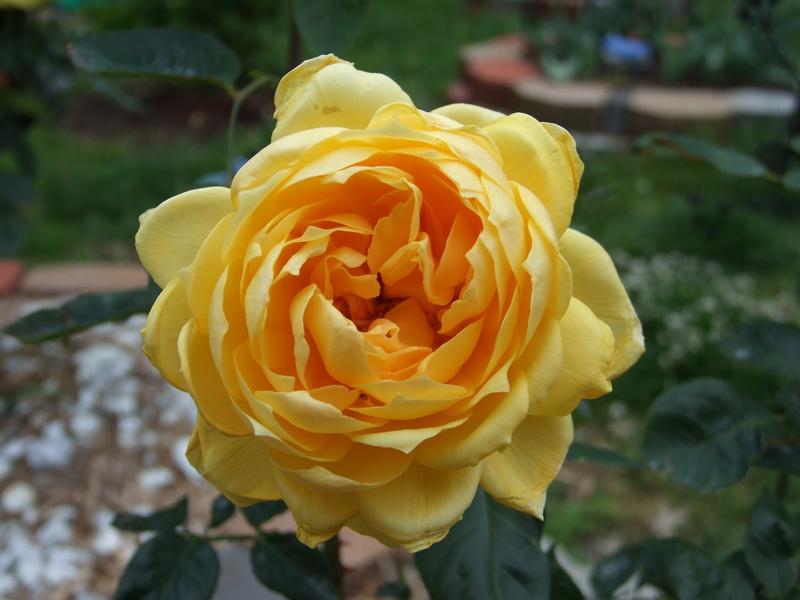 Photo of Rose (Rosa 'Lowell Thomas') uploaded by Oldgardenrose