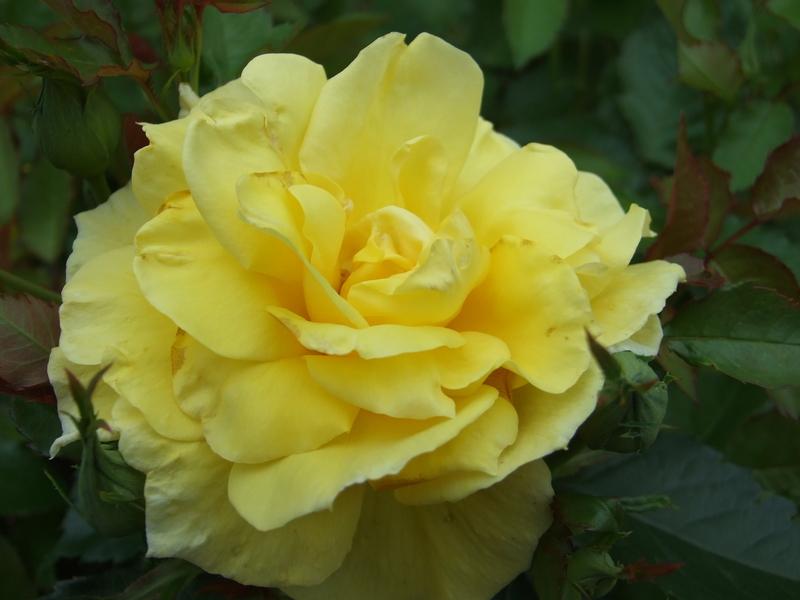 Photo of Rose (Rosa 'Sunsprite') uploaded by Oldgardenrose