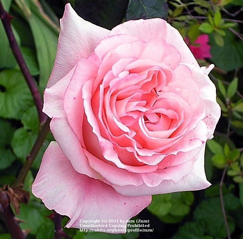 Photo of Rose (Rosa 'Regatta') uploaded by zuzu