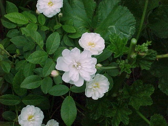Photo of Rose (Rosa 'Daphne') uploaded by melva