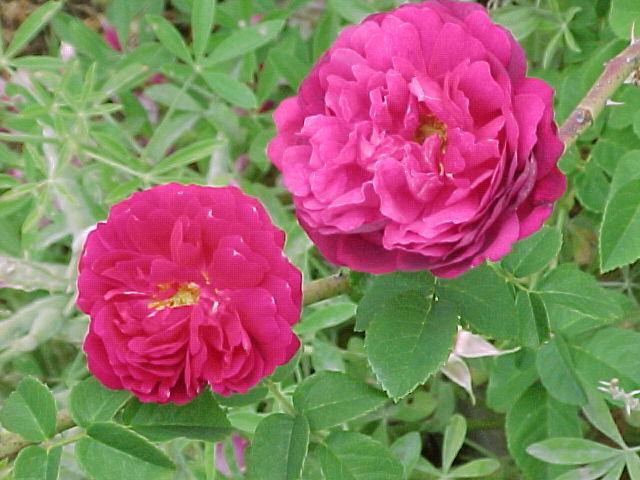 Photo of Rose (Rosa 'Crimson Gallica') uploaded by melva