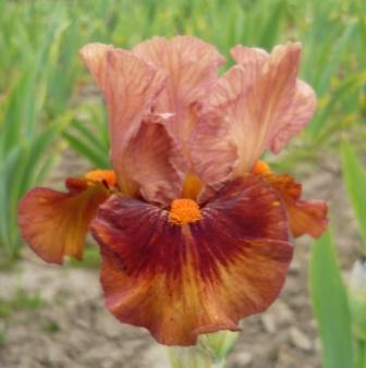 Photo of Intermediate Bearded Iris (Iris 'Safari Sunrise') uploaded by rshadlow