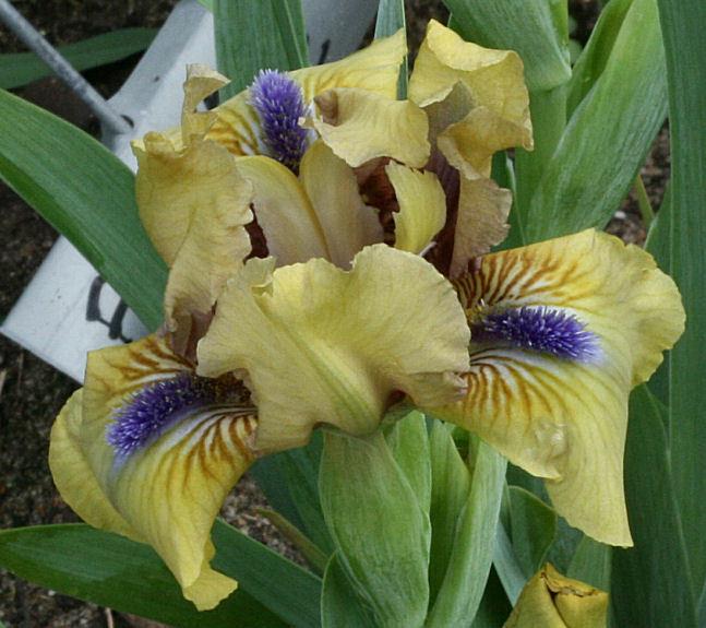 Photo of Standard Dwarf Bearded Iris (Iris 'Fern's Magic') uploaded by MShadow
